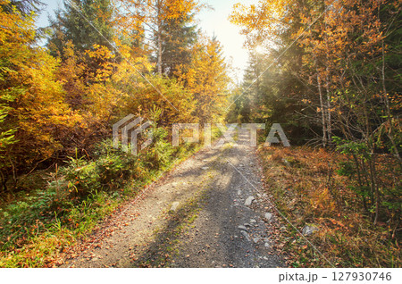 Dust and rock forest road, autumn coloured trees on both sides, sun backlight in background Dust and rock forest road, autumn coloured trees on both sides, sun backlight in background 127930746