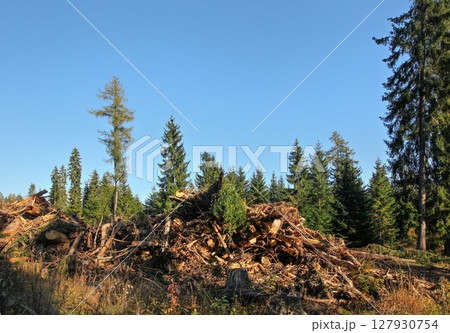 Tree roots after forest cleaning placed on heap, trees with clear sky above background Tree roots after forest cleaning placed on heap, trees with clear sky above background 127930754