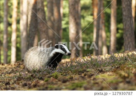Badger looking for food in forest, animal nature habitat, Germany, Europe. 127930787