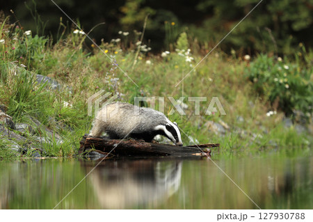 Badger is animal with a small head and stocky body - Meles meles Badger is animal with a small head and stocky body - Meles meles 127930788