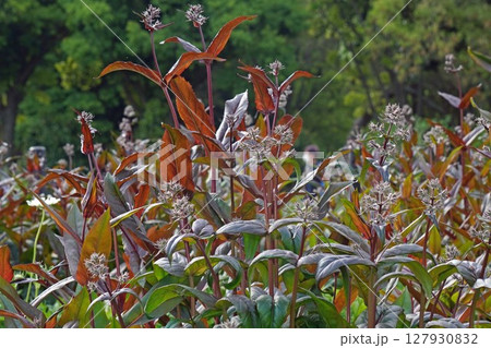 ペンステモンの花・2025年5月 127930832