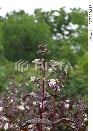 ペンステモンの花・2025年5月 127930842