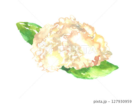はなびらたけの水彩イラスト 127930959