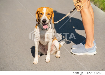 Beautiful Beagle Dog on a Leash Near Females Legs Stands on Asphalt. Pet and Owner Outdoors for a Walk. 127931260