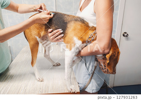 Woman Veterinarian Vaccinating Beagle Dog at Vet Clinic. Pet Health and Animal Care Concept. Routine Vet Visit for Immune Shot. 127931263