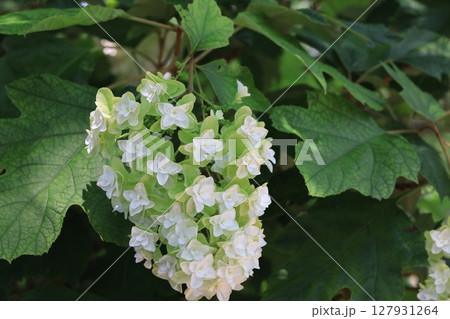 柏葉紫陽花の花 127931264