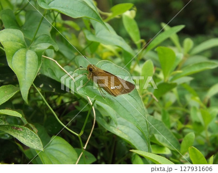 葉に止まるイチモンジセセリ      127931606