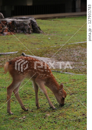 生まれて間もない子供の鹿が一生懸命に草を食べる、奈良公園の風景 生まれて間もない子供の鹿が一生懸命に草を食べる、奈良公園の風景 127931783