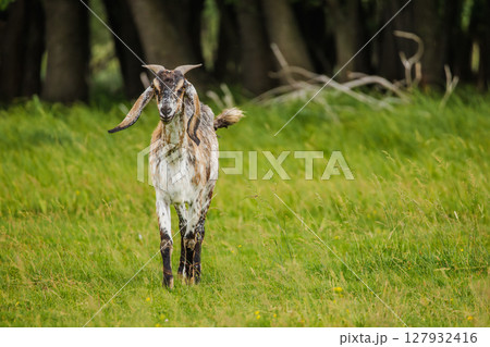 Spotted goat with long ears and curved horns walking through tall green grass with a forest in the background 127932416