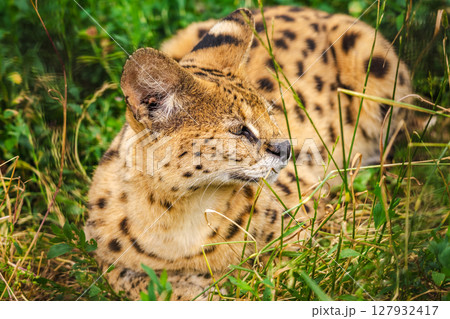 African serval cat lying in tall grass, showing its golden fur with dark spots and alert expression in natural surroundings 127932417