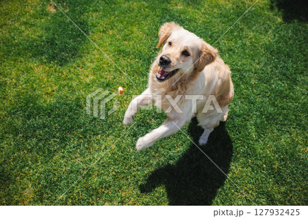 Golden Retriever jumps to catch treat on green lawn in sunny backyard Golden Retriever jumps to catch treat on green lawn in sunny backyard 127932425