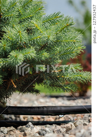 Water droplet forms on drip irrigation hose beneath a conifer tree in a landscaped garden with gravel mulch and evergreen foliage Water droplet forms on drip irrigation hose beneath a conifer tree in a landscaped garden with gravel mulch and evergreen foliage 127932437