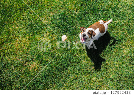 Excited Jack Russell Terrier catching a treat in the air on a sunny grassy lawn Excited Jack Russell Terrier catching a treat in the air on a sunny grassy lawn 127932438