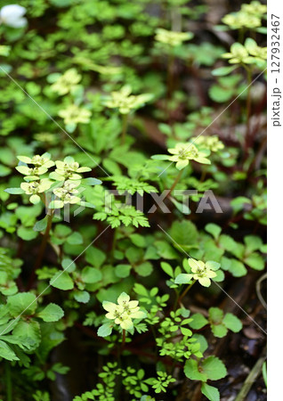 ホクリクネコノメソウ 127932467