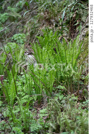 クサソテツ 127932468