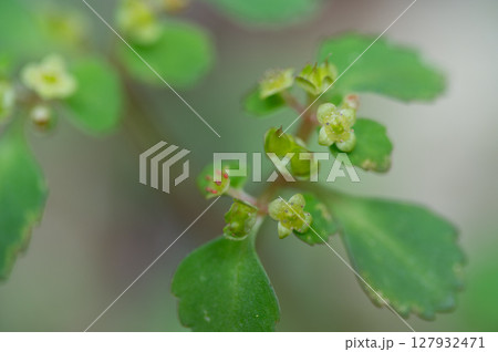 ネコノメソウ ネコノメソウ 127932471