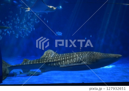 鹿児島　水族館　魚　サメ　ジンベイザメ 127932651