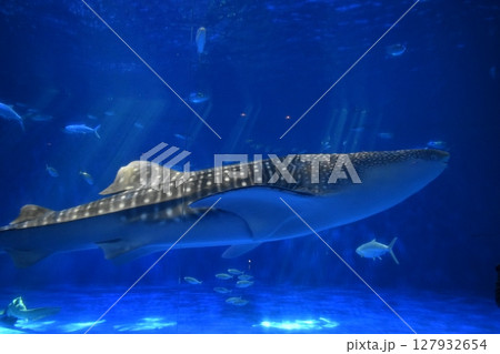 鹿児島　水族館　魚　サメ　ジンベイザメ 127932654