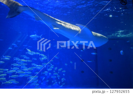 鹿児島　水族館　魚　サメ　ジンベイザメ 127932655