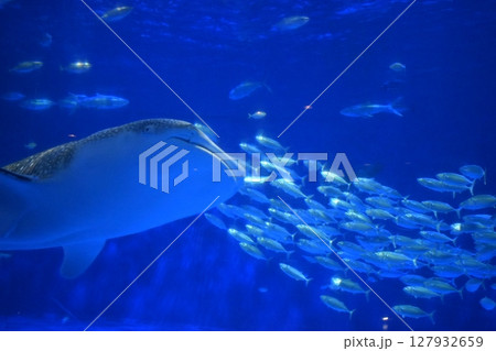 鹿児島 水族館 魚 サメ ジンベイザメ 鹿児島 水族館 魚 サメ ジンベイザメ 127932659