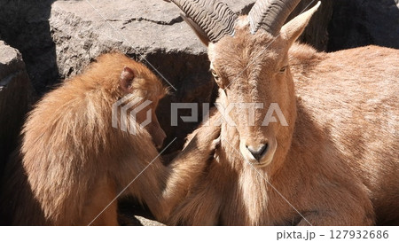 鹿児島　九州　動物園　動物 127932686
