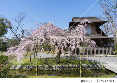 京都 渉成園の傍花閣(ぼうかかく)と枝垂桜 京都 渉成園の傍花閣(ぼうかかく)と枝垂桜 127932704