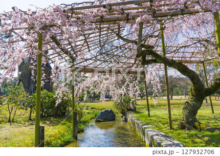 京都 渉成園の枝垂桜 京都 渉成園の枝垂桜 127932706