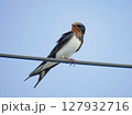 電線にとまるツバメのアップ｜青空バックの小鳥 127932716