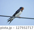 電線にとまるツバメのアップ｜青空バックの小鳥 127932717