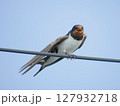 電線にとまるツバメのアップ｜青空バックの小鳥 127932718
