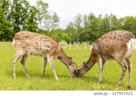 Two deer are seen grazing in a lush green field. They are positioned close to each other, interacting while surrounded by trees under a clear sky. The setting suggests a peaceful nature scene 127933323