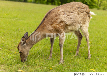 A deer is seen foraging for food on a vibrant green meadow. The animal appears relaxed and content, enjoying the fresh grass under the warm sunlight A deer is seen foraging for food on a vibrant green meadow. The animal appears relaxed and content, enjoying the fresh grass under the warm sunlight 127933327