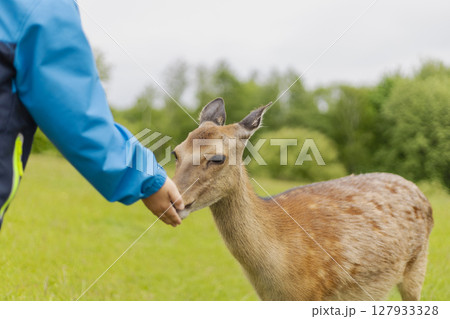 A deer gently approaches a person's extended hand for food in a lush green field. The sky appears overcast, adding a calm ambiance to the interaction 127933328