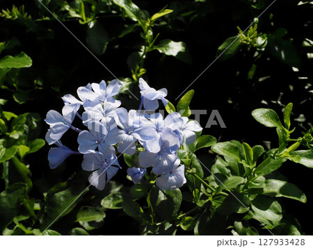 木漏れ日を浴びたルリマツリ（水色のプルンバゴの花） 127933428