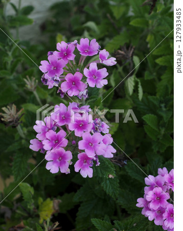 赤紫色のバーベナ・テネラの花 赤紫色のバーベナ・テネラの花 127933485
