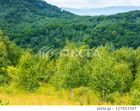 birch trees on the grassy hillside on a sunny day. mountainous landscape of transcarpathia in summer. clouds on the sky. countryside scenery in dappled light 127933507