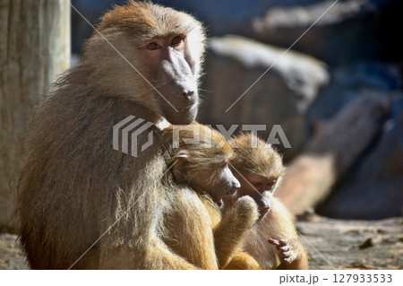鹿児島 九州 動物園 動物 サル 猿 鹿児島 九州 動物園 動物 サル 猿 127933533