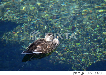 鹿児島 霧島山麓丸池湧水 湧水 池 鹿児島 霧島山麓丸池湧水 湧水 池 127933708