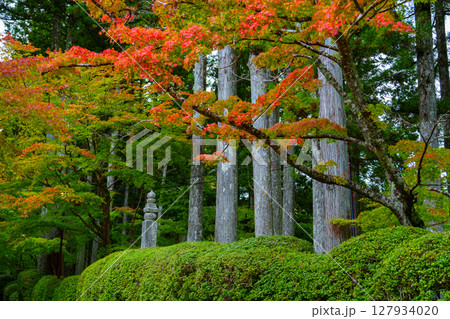 高野山 紅葉の蛇腹道蛇腹道 高野山 紅葉の蛇腹道蛇腹道 127934020