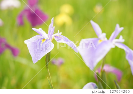 美しく咲き誇る淡い紫色の花菖蒲 初夏の風景 たくさん 美しく咲き誇る淡い紫色の花菖蒲 初夏の風景 たくさん 127934290