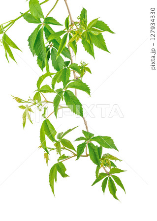 A climbing vine with lush green leaves twists naturally against a white background, evoking growth, nature, and organic vitality A climbing vine with lush green leaves twists naturally against a white background, evoking growth, nature, and organic vitality 127934330