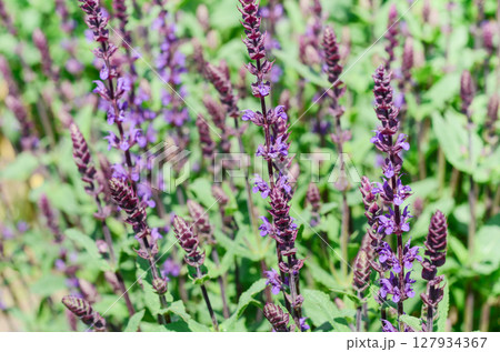 Vibrant purple salvia flowers blooming in a lush green garden, showcasing delicate petals and rich foliage in a sunny environment Vibrant purple salvia flowers blooming in a lush green garden, showcasing delicate petals and rich foliage in a sunny environment 127934367