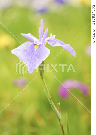 美しく咲き誇る淡い紫色の花菖蒲　初夏の風景 127934372