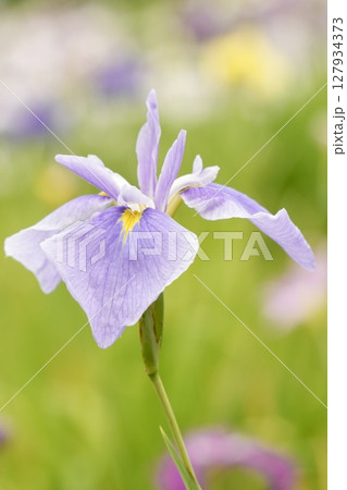 美しく咲き誇る淡い紫色の花菖蒲 初夏の風景 美しく咲き誇る淡い紫色の花菖蒲 初夏の風景 127934373