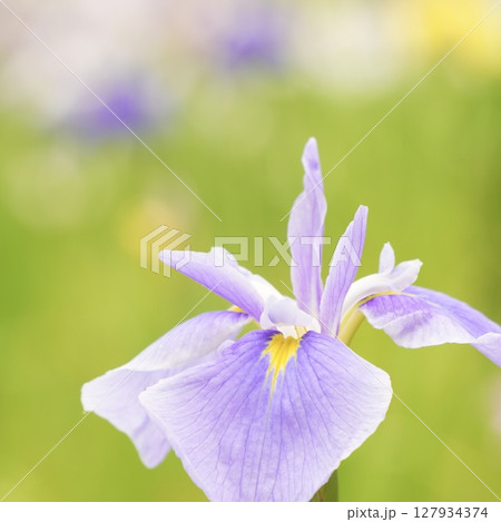 美しく咲き誇る淡い紫色の花菖蒲　初夏の風景 127934374