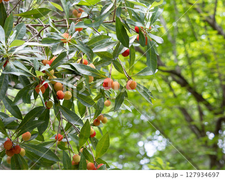 ヤマモモの愛らしい赤い実 ヤマモモの愛らしい赤い実 127934697