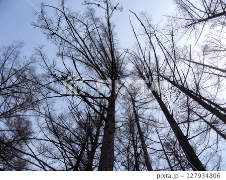 春の観光名所上高地の森と青空の風景 127934806