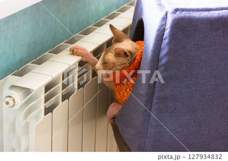 Bald cat in knitted orange sweater lying in pet's house, warming paws on hot radiator. Pet at home. Canadian sphynx hairless sphinx kitty indoors. 127934832