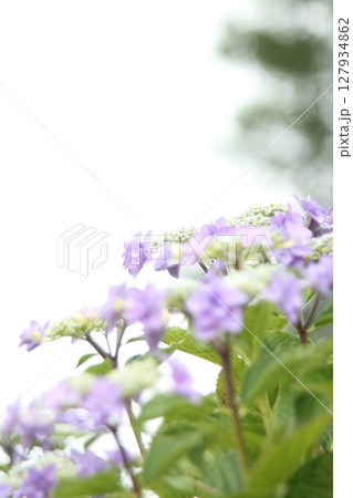 紫の紫陽花 127934862