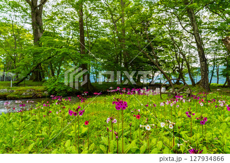 奥日光 中禅寺湖 千手ヶ浜に咲くクリンソウ 127934866